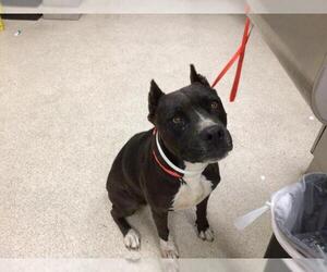 American Pit Bull Terrier Dogs for adoption in Riverside, CA, USA