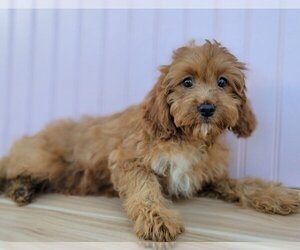 Cavapoo Dogs for adoption in Lakewood, CO, USA