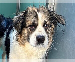 Tibetan Spaniel-Unknown Mix Dogs for adoption in Moreno Valley, CA, USA