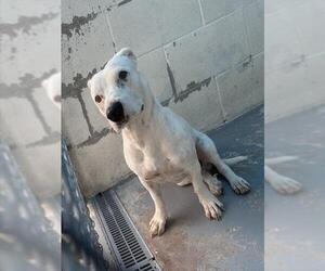 American Pit Bull Terrier Dogs for adoption in Corpus Christi, TX, USA