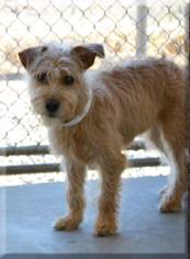 Mutt Dogs for adoption in Peoria, AZ, USA