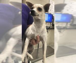 Chihuahua Dogs for adoption in Conroe, TX, USA