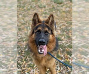 German Shepherd Dog Dogs for adoption in Mt. Airy, MD, USA