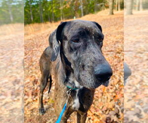 Great Dane-Unknown Mix Dogs for adoption in Bullard, TX, USA