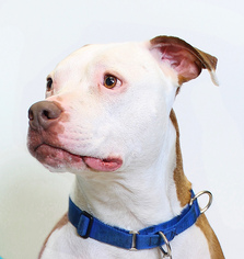 American Bulldog-Unknown Mix Dogs for adoption in Truckee, CA, USA
