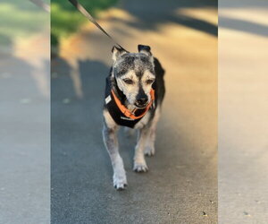 Chihuahua-Unknown Mix Dogs for adoption in Elk Grove, CA, USA