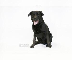 Labrador Retriever Dogs for adoption in Santa Monica, CA, USA