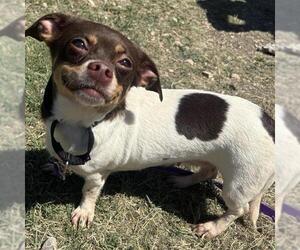 Chihuahua Dogs for adoption in San Antonio, TX, USA