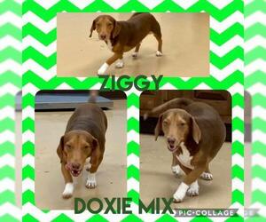 Dachshund-Unknown Mix Dogs for adoption in Franklinton, LA, USA