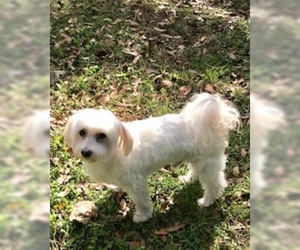 Havamalt Dogs for adoption in Tampa, FL, USA