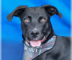 Labrador Retriever-Unknown Mix Dogs for adoption in Pasadena, CA, USA