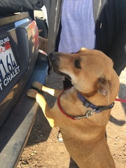 Labrador Retriever-Unknown Mix Dogs for adoption in Costa Mesa, CA, USA