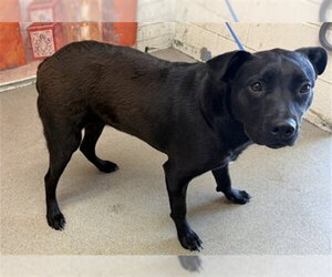 Labrador Retriever-Unknown Mix Dogs for adoption in San Bernardino, CA, USA