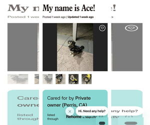 Beagle-Unknown Mix Dogs for adoption in Colton, CA, USA