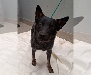 Mutt Dogs for adoption in Las Vegas, NV, USA