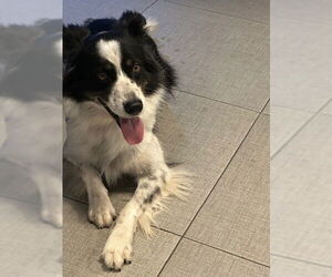 Border Collie Dogs for adoption in Rancho Cucamonga, CA, USA