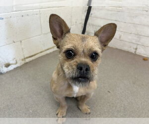 Mutt Dogs for adoption in San Bernardino, CA, USA