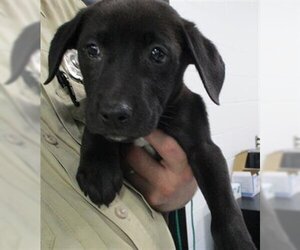 Labrador Retriever-Unknown Mix Dogs for adoption in Temple, TX, USA