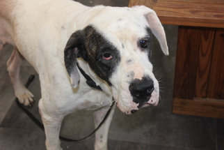 Great Dane Dogs for adoption in Newfoundland, PA, USA