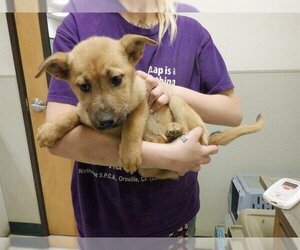 Chinese Shar-Pei-German Shepherd Dog Mix Dogs for adoption in Oroville, CA, USA