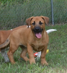 Corgi Basset Dogs for adoption in Social Circle, GA, USA