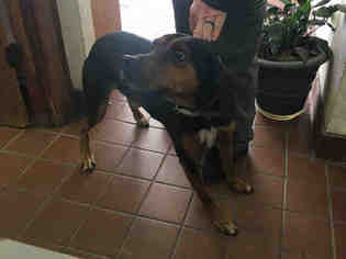 Black and Tan Coonhound-Unknown Mix Dogs for adoption in Waynesville, NC, USA
