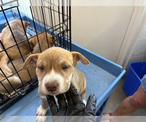 Mutt Dogs for adoption in Corona, CA, USA