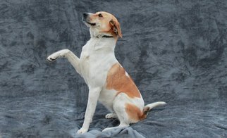 Anatolian Shepherd-Labrador Retriever Mix Dogs for adoption in Houston, MO, USA