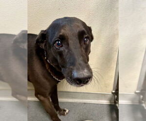 Shepradors Dogs for adoption in Glen Allen, VA, USA