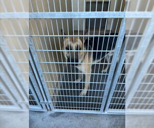 German Shepherd Dog Dogs for adoption in Texas City, TX, USA