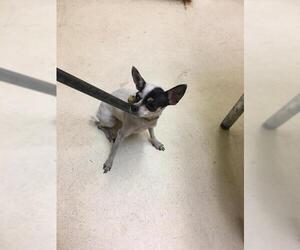 Chihuahua Dogs for adoption in Albany, GA, USA