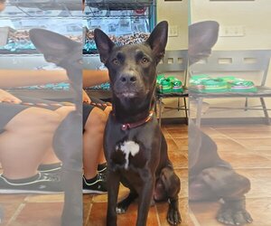 Mutt Dogs for adoption in Amarillo, TX, USA
