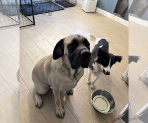 Mastiff Dogs for adoption in Goodyear, AZ, USA