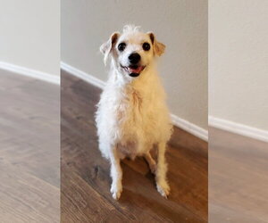 Poodle (Miniature)-Unknown Mix Dogs for adoption in Temecula, CA, USA