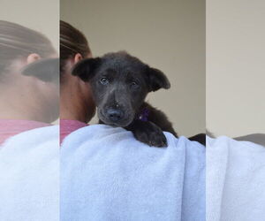 Labrador Retriever-Unknown Mix Dogs for adoption in McKinney, TX, USA