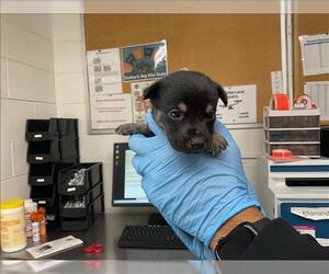 Mutt Dogs for adoption in San Bernardino, CA, USA