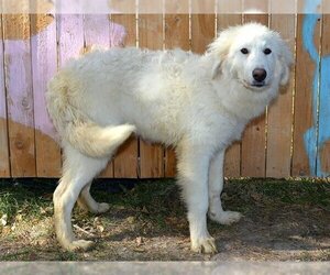 Great Pyrenees Dogs for adoption in West Valley, UT, USA