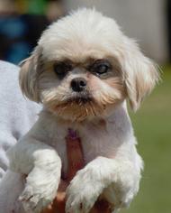 Shih Tzu Dogs for adoption in Columbus, GA, USA