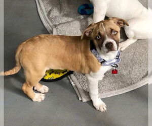 Boxador Dogs for adoption in Genesee, WI, USA