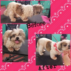 Medium Photo #1 Shih Tzu-Unknown Mix Puppy For Sale in Fort Myers, FL, USA