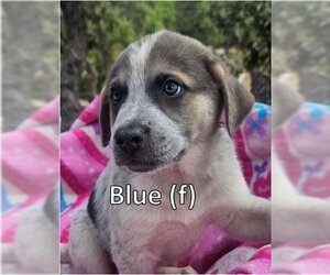 Anatolian Shepherd-Unknown Mix Dogs for adoption in New Braunfels, TX, USA