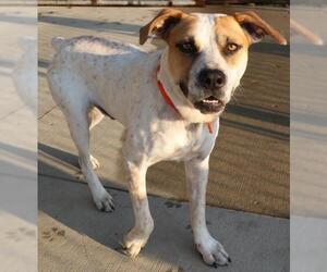 Mutt Dogs for adoption in Thief River Falls, MN, USA