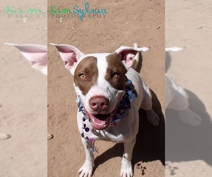 Pointer-Staffordshire Bull Terrier Mix Dogs for adoption in Chandler, AZ, USA