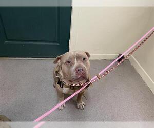 American Pit Bull Terrier Dogs for adoption in Pasadena, CA, USA