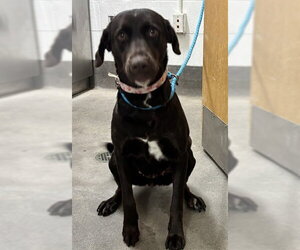 Mutt Dogs for adoption in Forestville, MD, USA