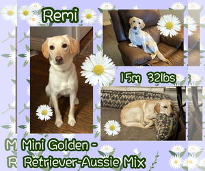 Australian Shepherd-Unknown Mix Dogs for adoption in Dallas, TX, USA