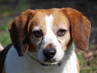 Beagi Dogs for adoption in Chesapeake City, MD, USA