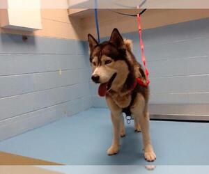 Siberian Husky-Unknown Mix Dogs for adoption in Moreno Valley, CA, USA