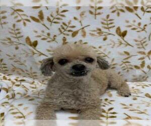 Poodle (Miniature) Dogs for adoption in Henderson, NV, USA
