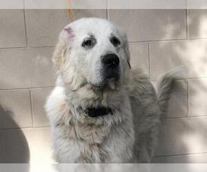 Great Pyrenees Dogs for adoption in pomona, CA, USA